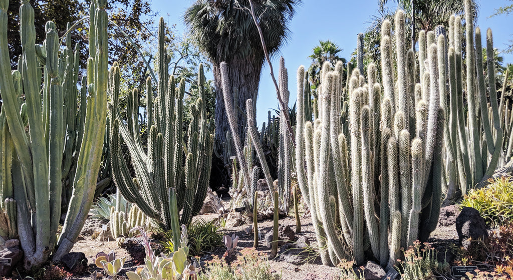 【希少】松ぼっくり ロサンゼルス　50年以上前　レア　大きい　天然物　植物　ロス 乾燥したセコイアの松ぼっくり - 本物のミニ松ぼっくり - 25 個