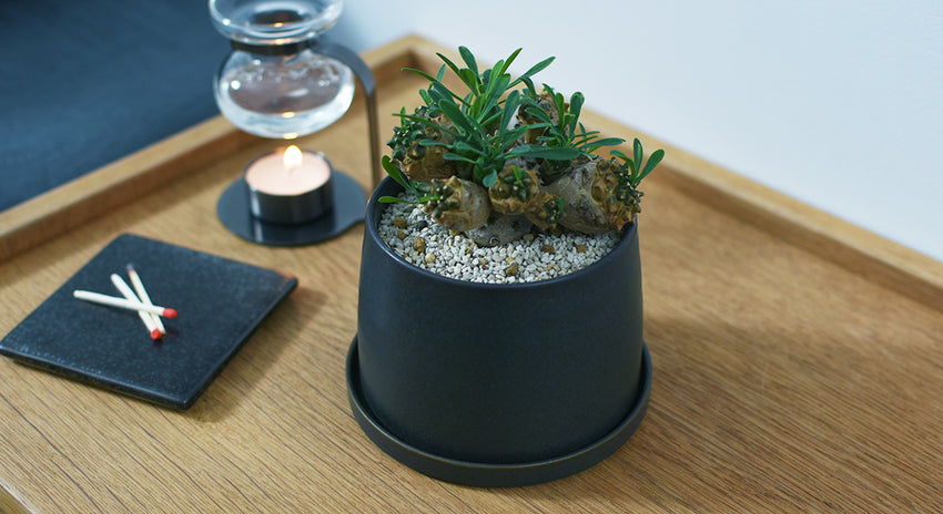 虫がつきにくい植物