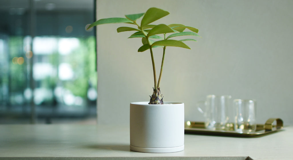 その他観葉植物 masa 9月のギフトのご紹介 – MOLLIS
