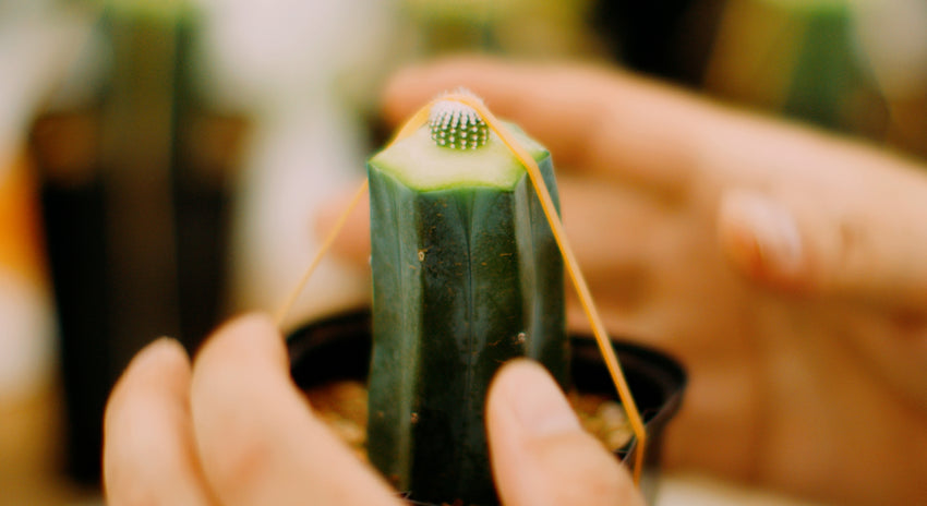 接ぎ木植物の生産とその魅力