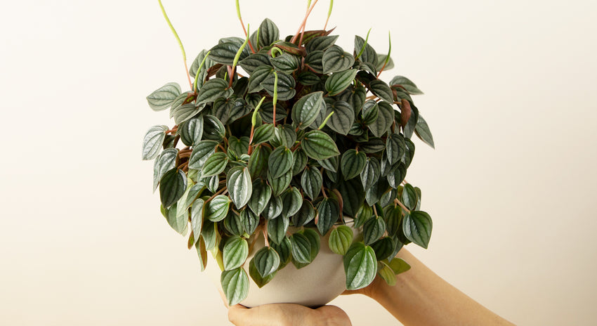 観葉植物の株分け