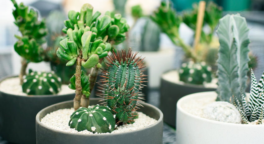 寄せ植え植物の生産とデザイン