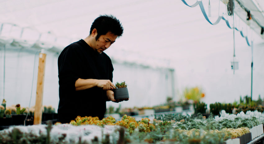 MOLLISの植物の魅力