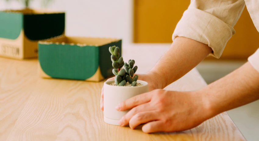MOLLISの植物を迎える