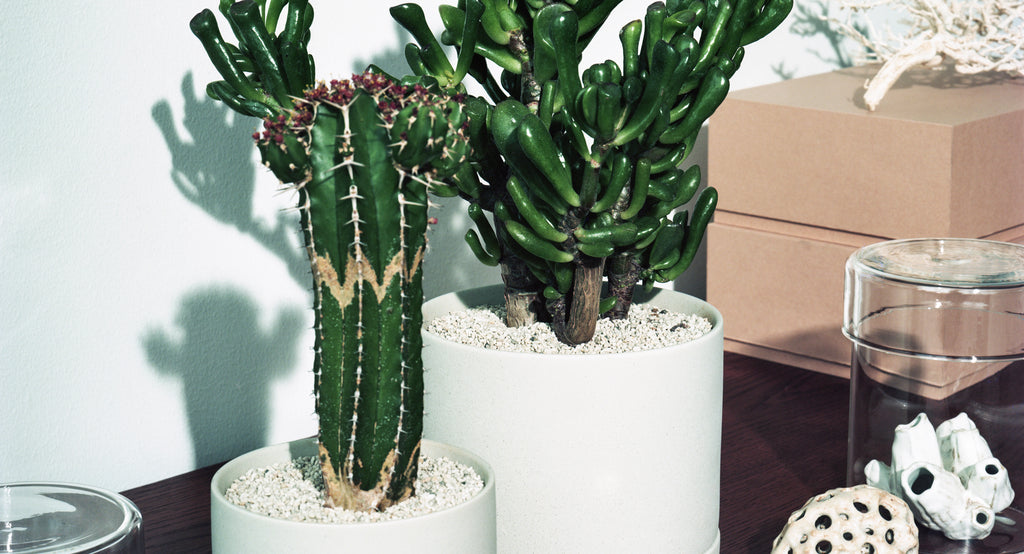 木化で愉しむ植物のヴィンテージ – MOLLIS