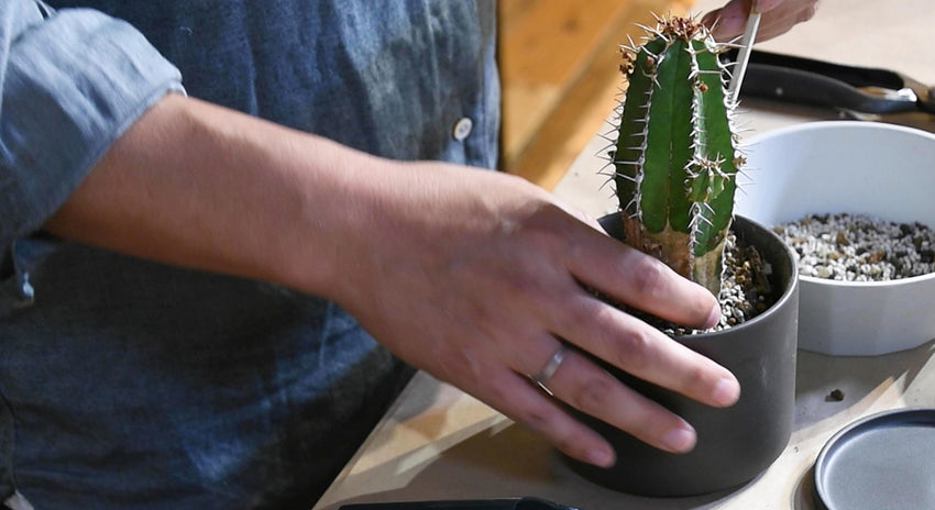 多肉植物・サボテンの植え替え方法