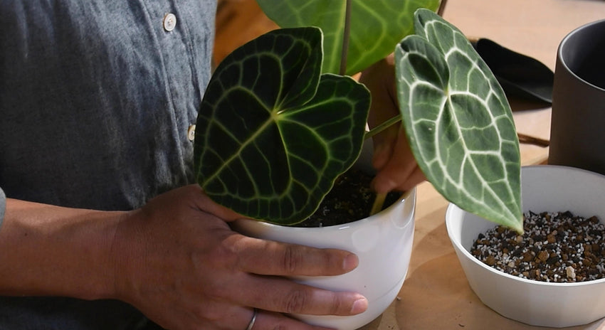観葉植物の植え替え方法