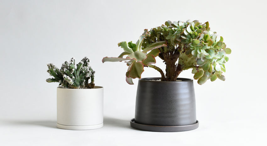 ユニークな突然変異の植物【後編】