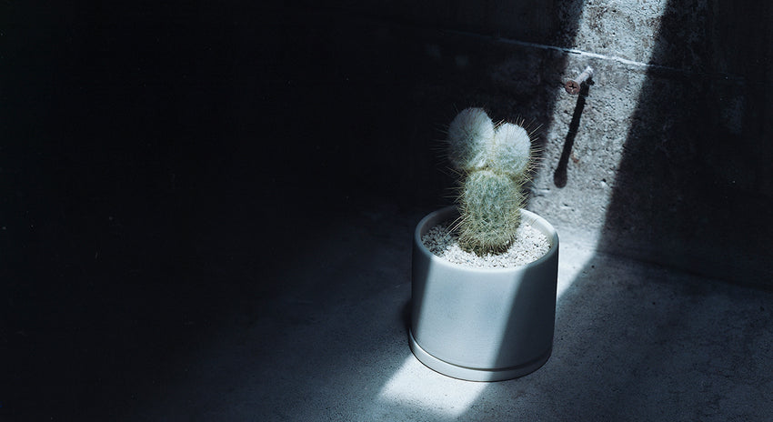 光の少ない空間におすすめの植物
