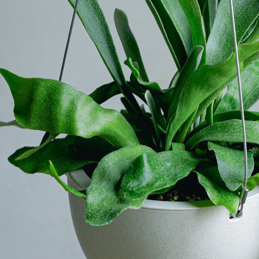 ビカクシダ ネザーランド(超大株) 26130___de_4_2_1024x1024.jpg?v