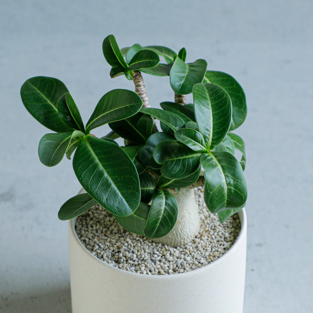 アデニウム　アラビカム アデニウム アラビカム – MOLLIS