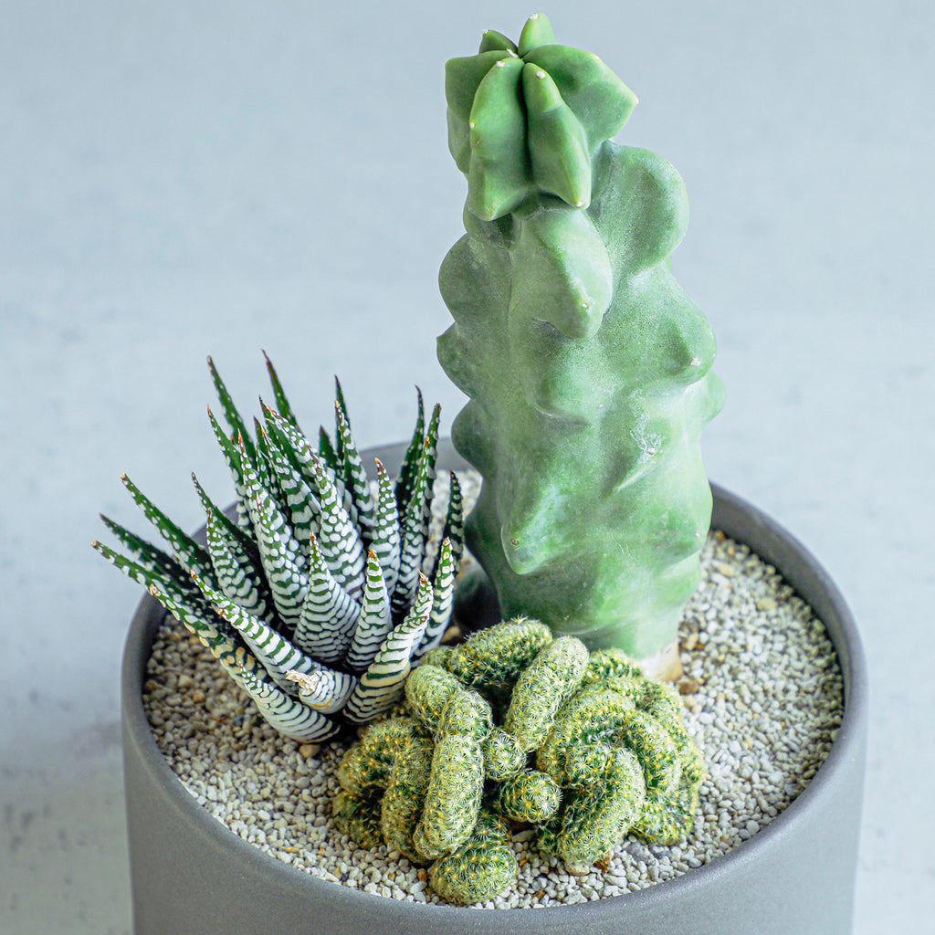 多*物様 花団錦 N256×24鉢 土鉢付き 多肉植物