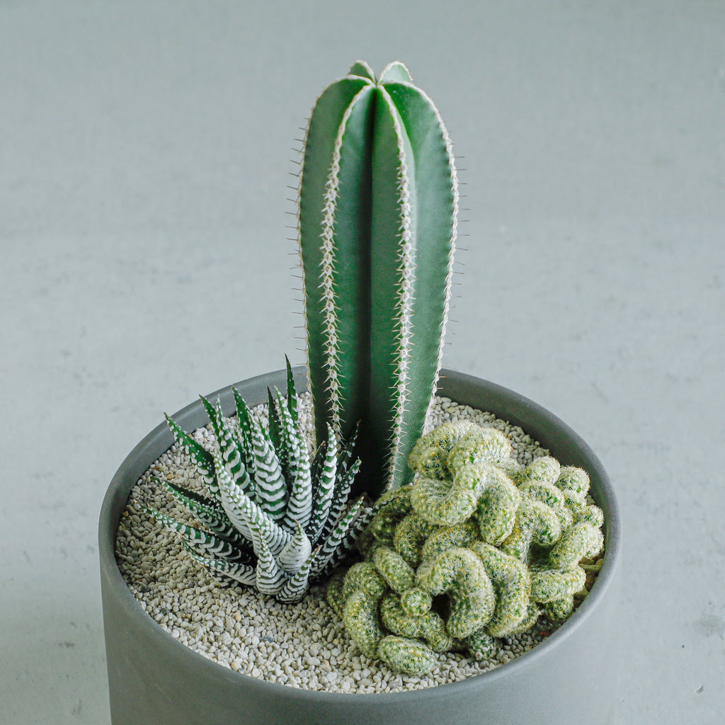 寄せ植え (白雲閣、金手毬綴化、ハオルチア ワイドバンド) – MOLLIS