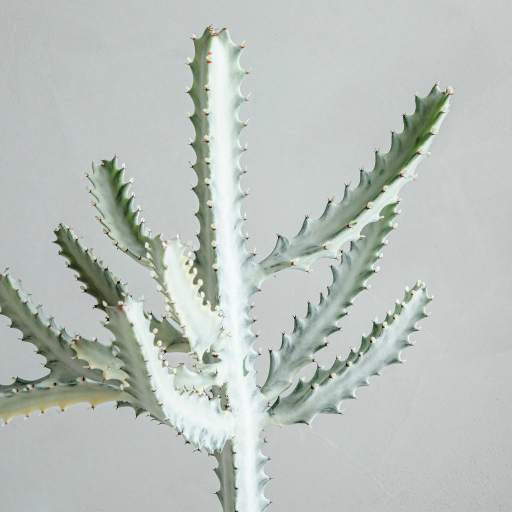 ユーフォルビア ホワイトゴースト – MOLLIS