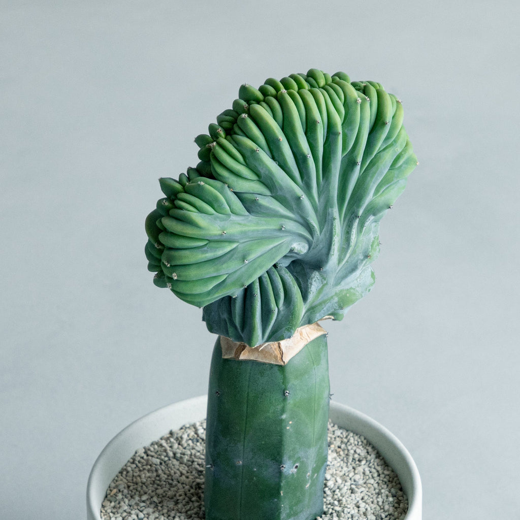 竜神木　綴化　抜き苗①② 綴化（テッカ）種 竜神木（リュウジンボク） / 盆栽、多肉植物