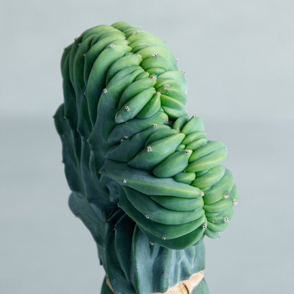 竜神木綴化 接ぎ木 – MOLLIS