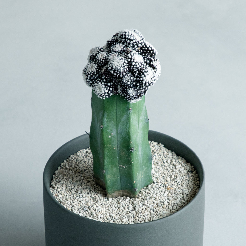 テヌイシマ 接ぎ木 – MOLLIS