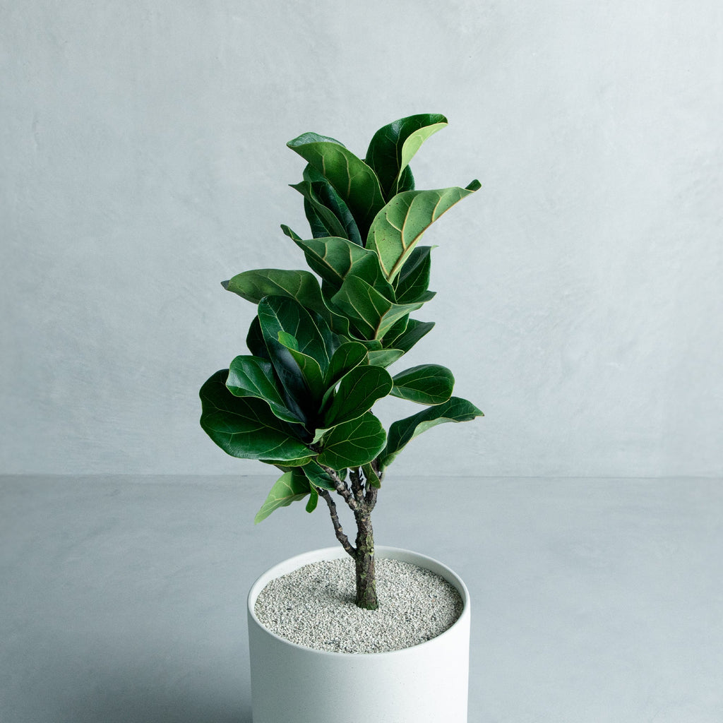 観葉植物 フィカス リラータ バンビーノ 205cm フィカス リラータ バンビーノ – MOLLIS