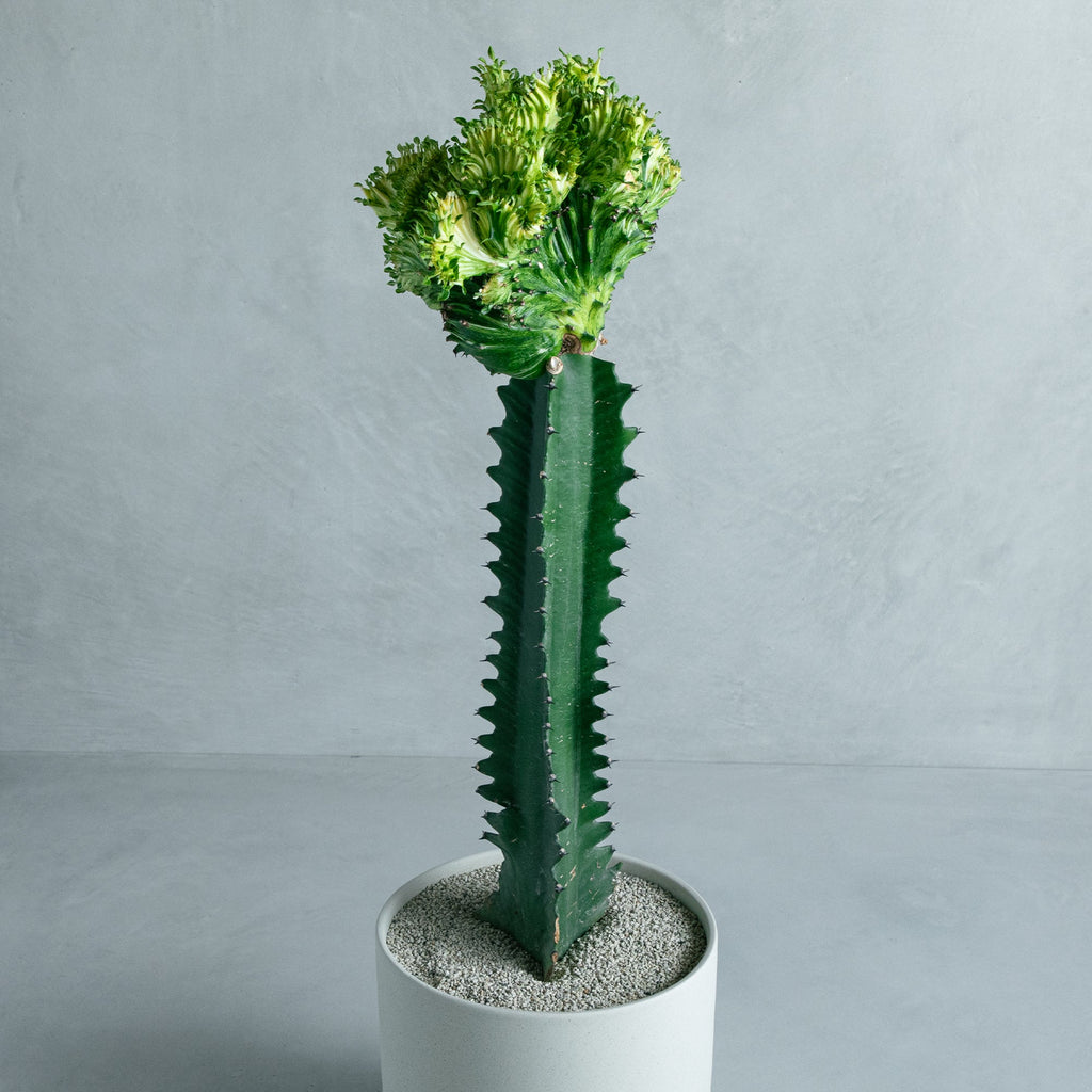 ユーフォルビア ラクテア錦綴化 接ぎ木 – MOLLIS