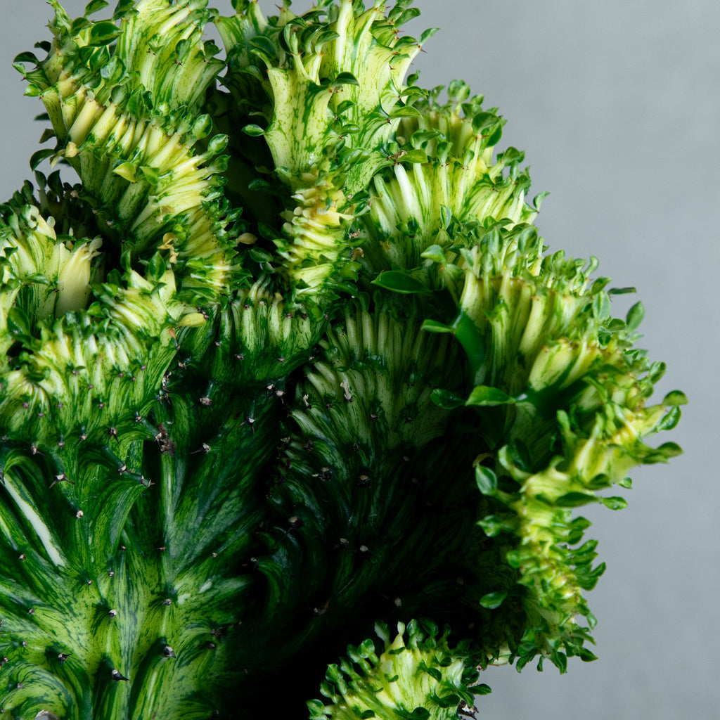 ユーフォルビア ラクテア錦綴化 接ぎ木 – MOLLIS