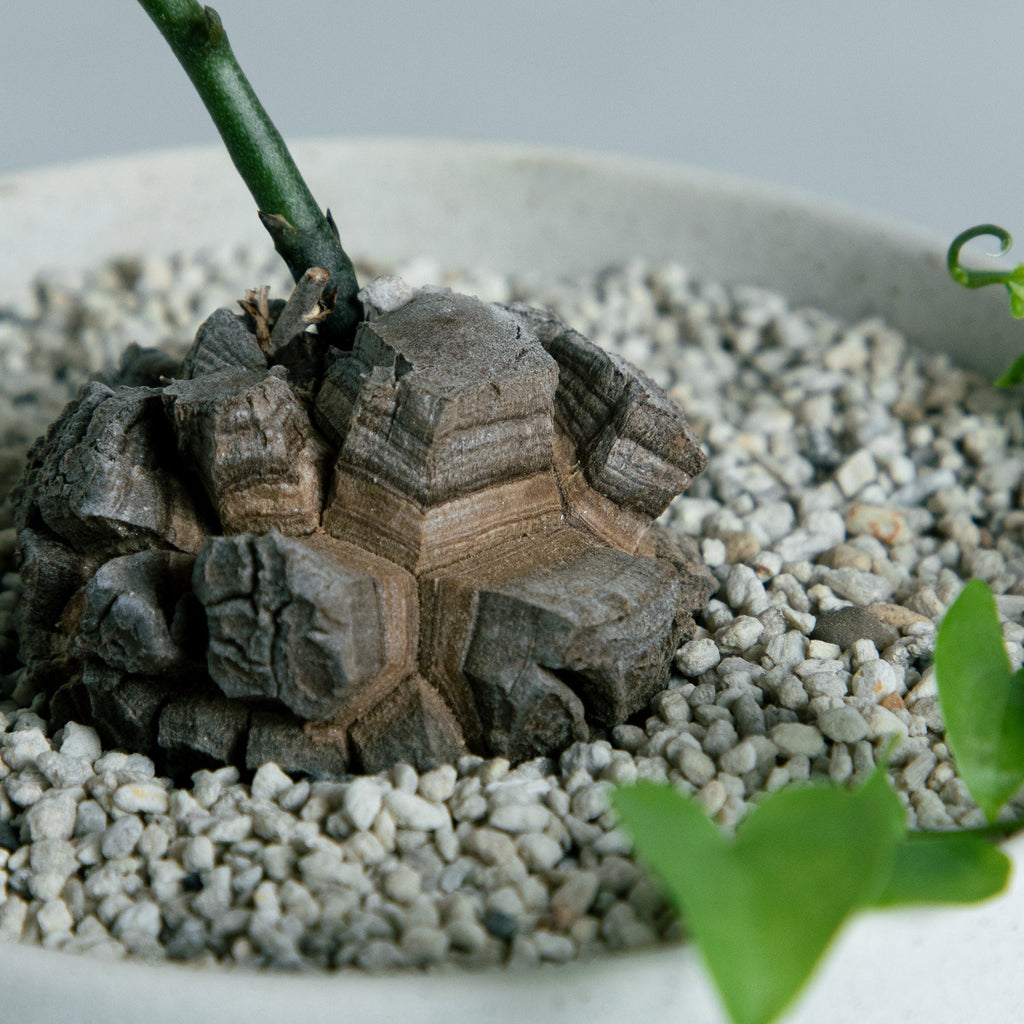 アフリカ 亀甲竜 – MOLLIS