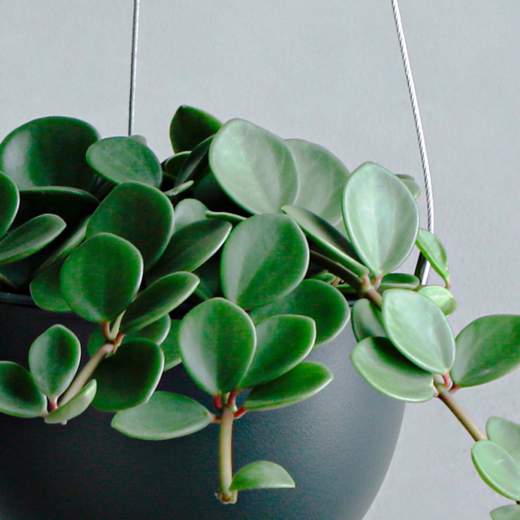 ペペロミア ホープ – MOLLIS