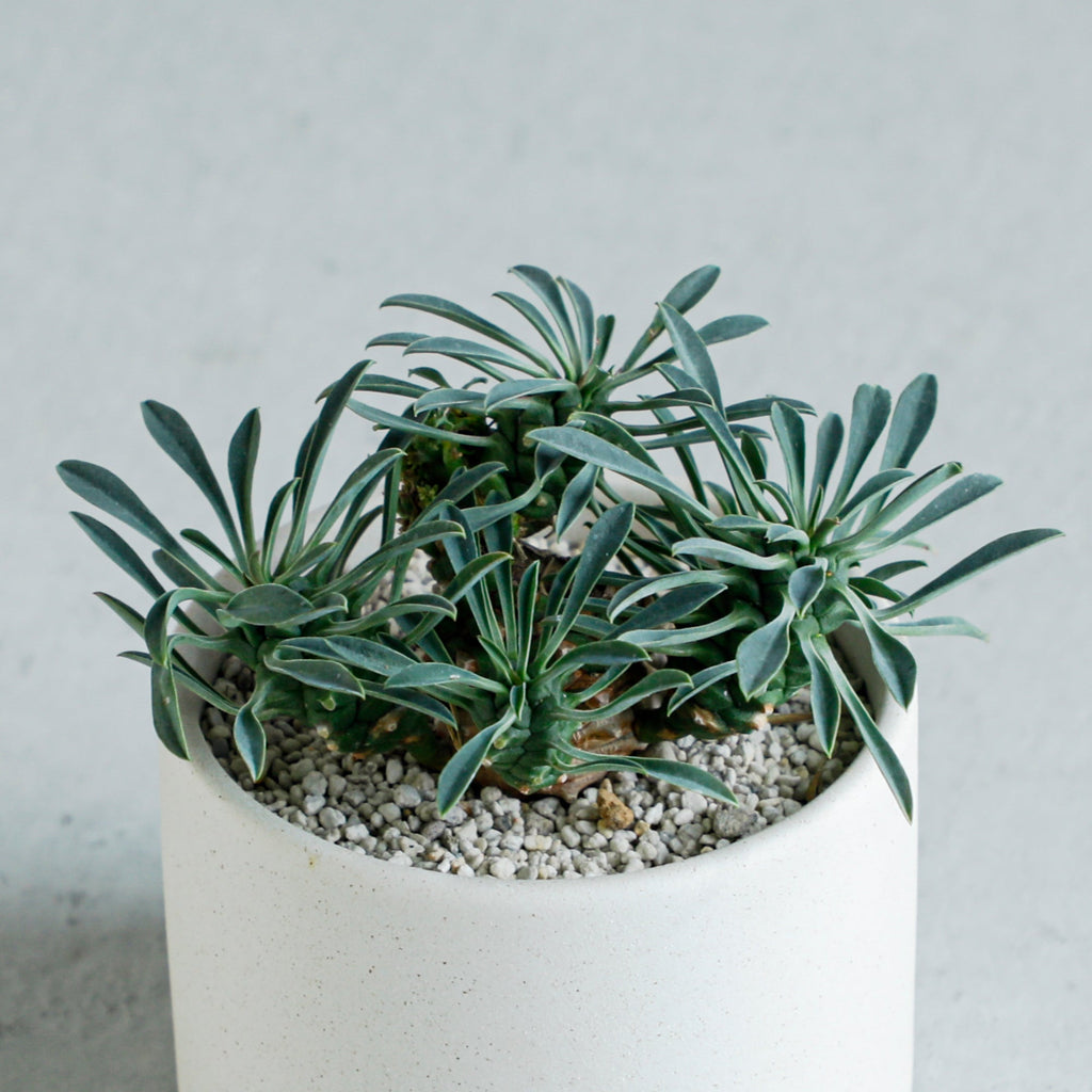 【大量】峨眉山鉄甲　ユーフォルビア属　がびざんてっこう　多肉植物　サボテン 峨眉山鉄甲 – MOLLIS