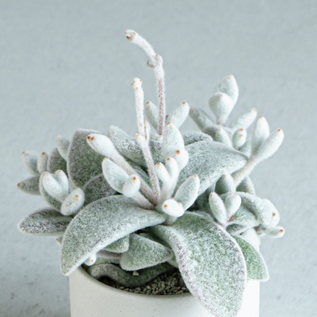 多肉植物 カランコエ もふもふ兎シリーズ♡ チョコロウル 抜き苗 ☆専用☆ 多肉植物 カランコエ もふもふ兎♡ バイオレット+