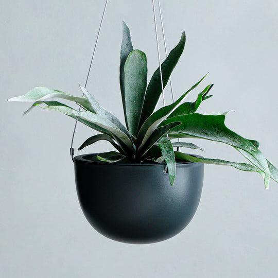 ビカクシダ ベイチー