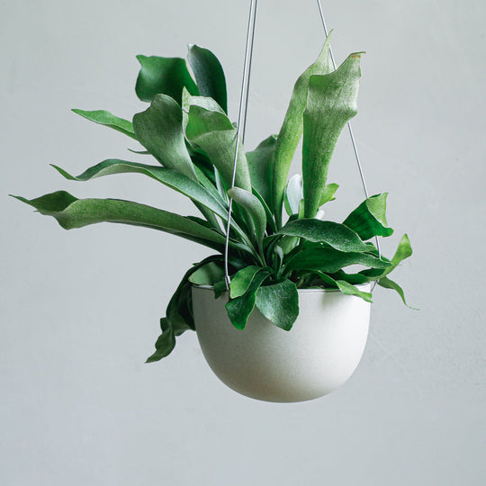 ビカクシダ ネザーランド