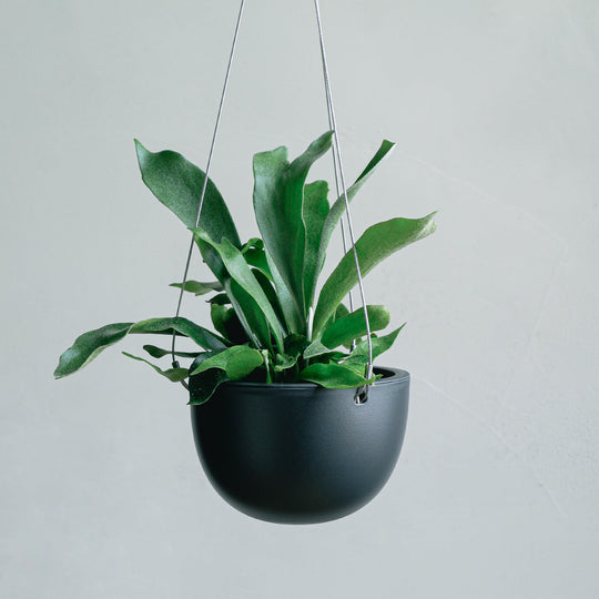 ビカクシダ ネザーランド