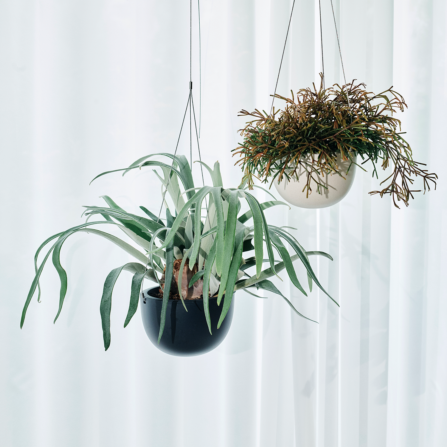 ビカクシダ ベイチー – MOLLIS ビカクシダ ベイチー – MOLLIS