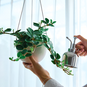 ペペロミア ホープ