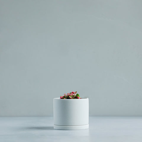 191PLANTS – MOLLIS