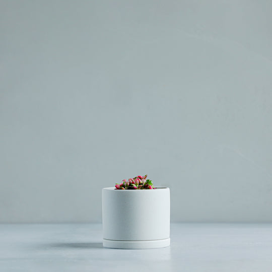 アナカンプセロス 桜吹雪