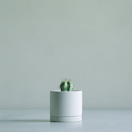 ユーフォルビア メロフォルミス錦