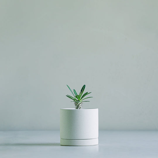 パキポディウム デンシフローラム