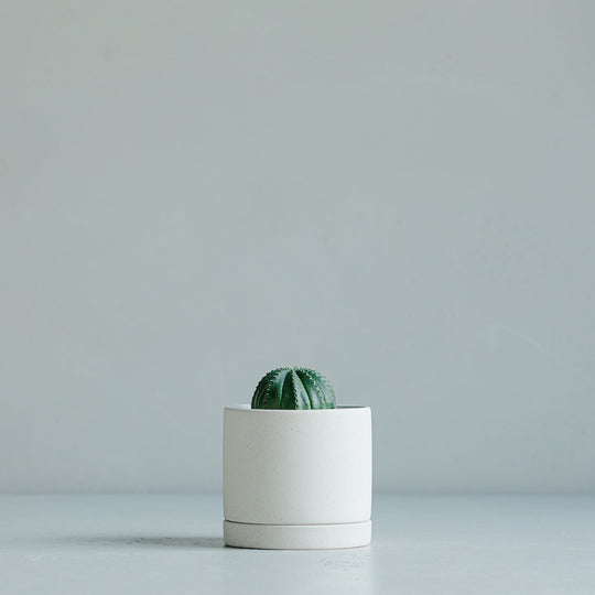 ユーフォルビア オベサ梵天