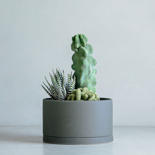 寄せ植え (福禄寿、金手毬綴化、ハオルチア ワイドバンド)