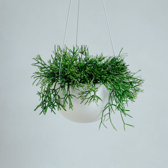 リプサリス クラバタ