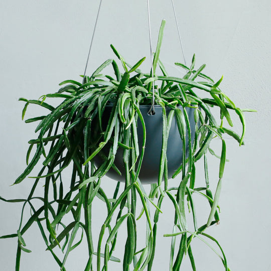 リプサリス ミクランサ