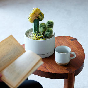 寄せ植え (フライレア マグニフィカ綴化 接ぎ木、金晃丸、ハオルチア 瑠璃殿錦)