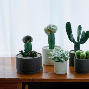 寄せ植え (テヌイシマ綴化 接ぎ木、ハオルチア ビスコーサ、牡丹玉)