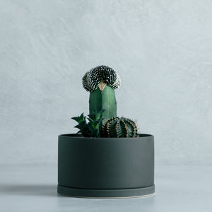 寄せ植え (テヌイシマ綴化 接ぎ木、ハオルチア ビスコーサ、牡丹玉)