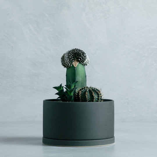 寄せ植え (テヌイシマ綴化 接ぎ木、ハオルチア ビスコーサ、牡丹玉)