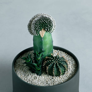 寄せ植え (テヌイシマ綴化 接ぎ木、ハオルチア ビスコーサ、牡丹玉)