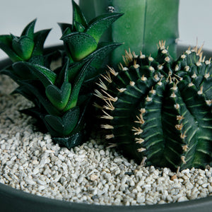 寄せ植え (テヌイシマ綴化 接ぎ木、ハオルチア ビスコーサ、牡丹玉)