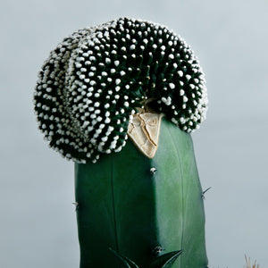 寄せ植え (テヌイシマ綴化 接ぎ木、ハオルチア ビスコーサ、牡丹玉)