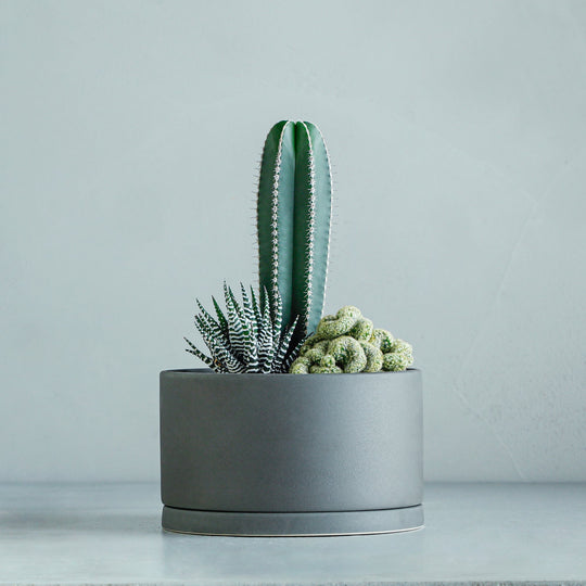 寄せ植え (白雲閣、金手毬綴化、ハオルチア ワイドバンド)