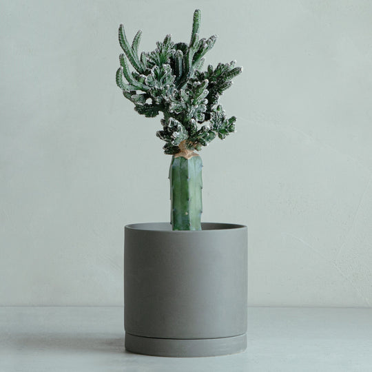 残雪の峰 接ぎ木